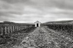Aloxe Corton 5783.jpg